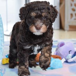 Australian Labradoodle Puppies from Australian Heritage Labradoodles