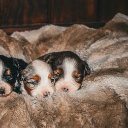 Toy Australian Shepherd Puppies from Emmy's Toy Aussies