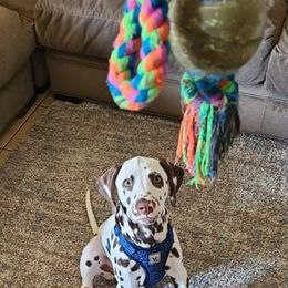Dalmatian Puppies from Sublime Dalmatians