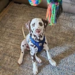 Dalmatian Puppies from Sublime Dalmatians