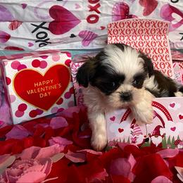 Aspen - Gold and white female Shih Tzu puppy in Pleasant Shade, Tennessee from Kuntry Tyme Shih Tzus