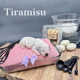 Dalmatian, Poodle, and Rhodesian Ridgeback Puppies from Ruffles, Ridges, & Spots!