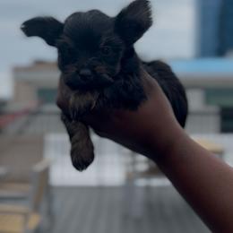 Italy - Black and tan female Yorkshire Terrier puppy in Lynwood, Illinois from SaintNicksWay