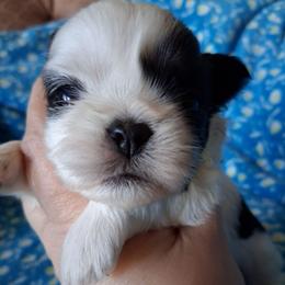 Oreo - Black and white male Shih Tzu puppy in Memphis, Tennessee from Lady and the Tramp