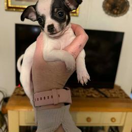 Little girl - Black and white female Chihuahua puppy in Murphy, North Carolina from Ay Chihuahua's