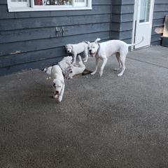 Dogo Argentino Puppies from K&B Southern Oregon Argentino Dogos