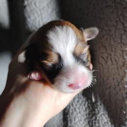 Pink collar - White and fawn female Pembroke Welsh Corgi puppy in Yelm, Washington from Tolbolton Creek Corgis