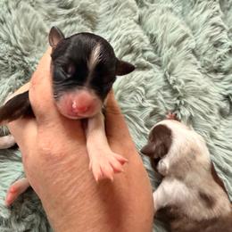 Black Tri 1 - Black tri female Miniature American Shepherd puppy in Connecticut from Novus Kennels