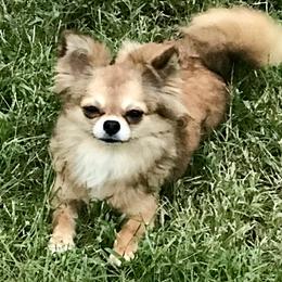 DeeDee - Chihuahua