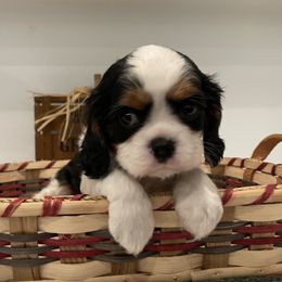 Cavalier King Charles Spaniel Puppies from Ridgefield Cavaliers