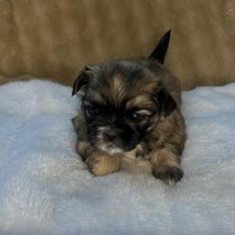 Willow - Brindle female Shih Tzu puppy in Reading, Michigan from You Little Shih-tzu’s 😊