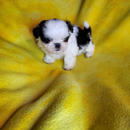 Trixy - Black and white female Shih Tzu puppy in Willard, Utah from Shih-tzu Queen