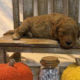 Grey Collar Standard Poodle - Red  male Poodle puppy in Murrayville, Georgia from Spoiled Rotten Kennels
