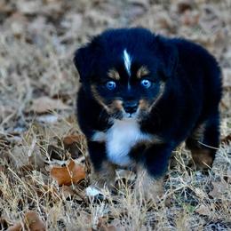 Rip - Black tri male Toy Australian Shepherd puppy in Powell Butte, Oregon from Willow Lane Ranch