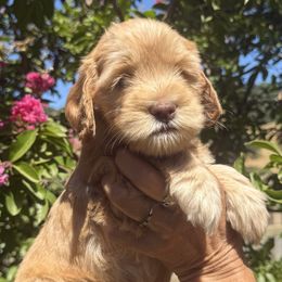 Pink collar girl - Caramel female Australian Labradoodle puppy in Fairfield, California from Twin Sisters Doodles