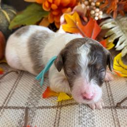 Cozy - Brown and white female Bernedoodle puppy in Gilbert, Arizona from The Berne Barn... it’s a Doodle thing!