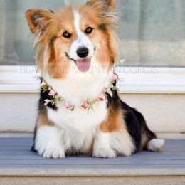 Roxie - Black and tan female Pembroke Welsh Corgi puppy in Santaquin, Utah from Blacktail Mountain Corgis
