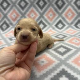PINK COLLAR GIRL 1 - Cream female Dachshund puppy in Hoover, Alabama from Tide Town Doxies