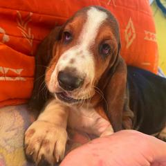 P3M - Black white and tan male Basset Hound puppy in Honolulu, Hawaii from Sun’Hawaii Basset Hound