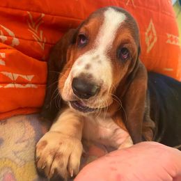 P3M - Black white and tan male Basset Hound puppy in Honolulu, Hawaii from Sun’Hawaii Basset Hound