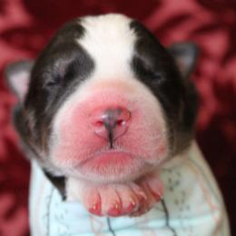 Teal - Black and white male Siberian Husky puppy in York, Pennsylvania from Spalla Pups