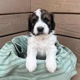 Sage - Sable female Bernedoodle puppy in Mint Hill, North Carolina from Ball-Y-Hoo Bernedoodles