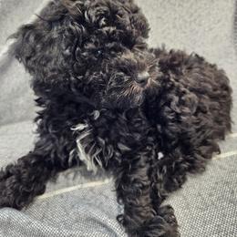 Charlie - Black female Havapoo puppy in Louisville, Kentucky from Derbyville Havapoos
