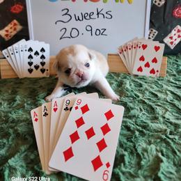 Ceasar - White male Pug puppy in Tucson, Arizona from Cactus Pugs & Hugs