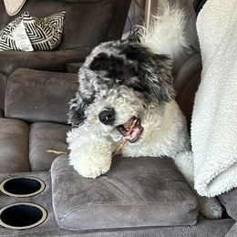 Bernedoodle and Goldendoodle Puppies from A.N.A. Doodles