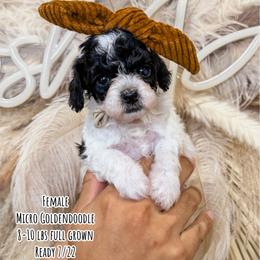 Sundae - Parti female Goldendoodle puppy in Pearland, Texas from Posh Paws Puppies