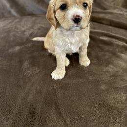 Cavapoo Puppies from The love of Cavapoos