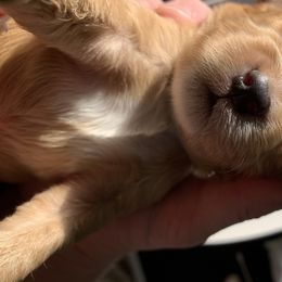 Cockapoo Puppies from ApplebyFarm