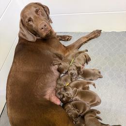 Gray - Chocolate male Labrador Retriever puppy in Heath Springs, South Carolina from Rich Hill Retrievers