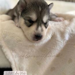 Raiden - Agouti and white male Siberian Husky puppy in Lodi, California from Wolves with Amor