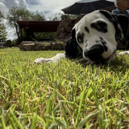 Ares - White and black male Dalmatian puppy in Albuquerque, New Mexico from Storm & Blue's Dalmatian Pups