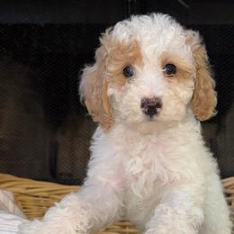 Doc - White male Poodle puppy in Akeley, Minnesota from Blessed Acres Miniature Poodles