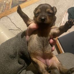 Prague Ratter Puppies from North Star Gem’s Prague Ratters