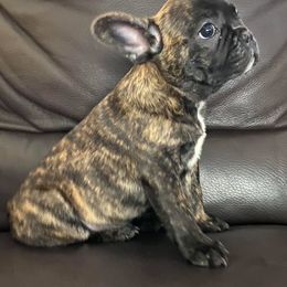 French Bulldog Puppies from Teri's French Bulldogs of West Texas