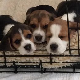 Beagle Puppies from Nor'easter