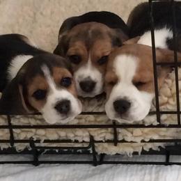 Beagle Puppies from Nor'easter