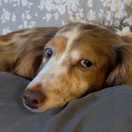 Avery Annabelle - Dachshund