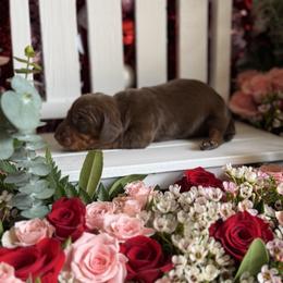 Godiva - Chocolate and tan female Dachshund puppy in Wills Point, Texas from Duck Creek Farm