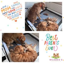 Golden Retriever Puppies from McAbee Pups - Golden Retrievers