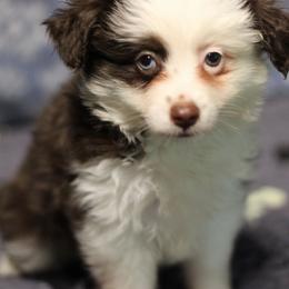 Apple pie - Red tri female Toy Australian Shepherd puppy in Humansville, Missouri from Tater Tot aussies