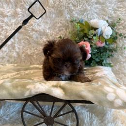 Asher - Chocolate and tan male Shih Tzu puppy in Success, Missouri from Sweet Success