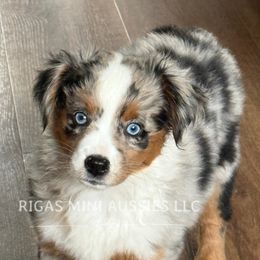 Jade - Blue merle Miniature Australian Shepherd puppy in Covington, Pennsylvania from Rigas Mini Aussies LLC
