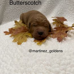 Butterscotch - Golden female Golden Retriever puppy in Victorville, California from Martinez Goldens