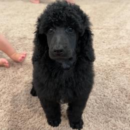 Jaxon - Black male Poodle puppy in Roseville, California from Aura & Luxe Poodles