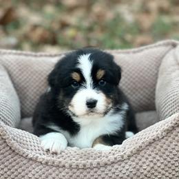 Agate - Black tri-color male Australian Shepherd puppy in Augusta, Georgia from Incendia Aussies & Dobies