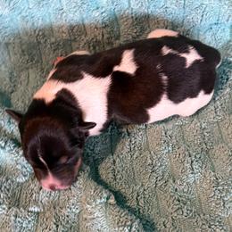 Edna - Black white and tan female Rat Terrier puppy in Savoy, Texas from Rockin EZ Rat Terriers